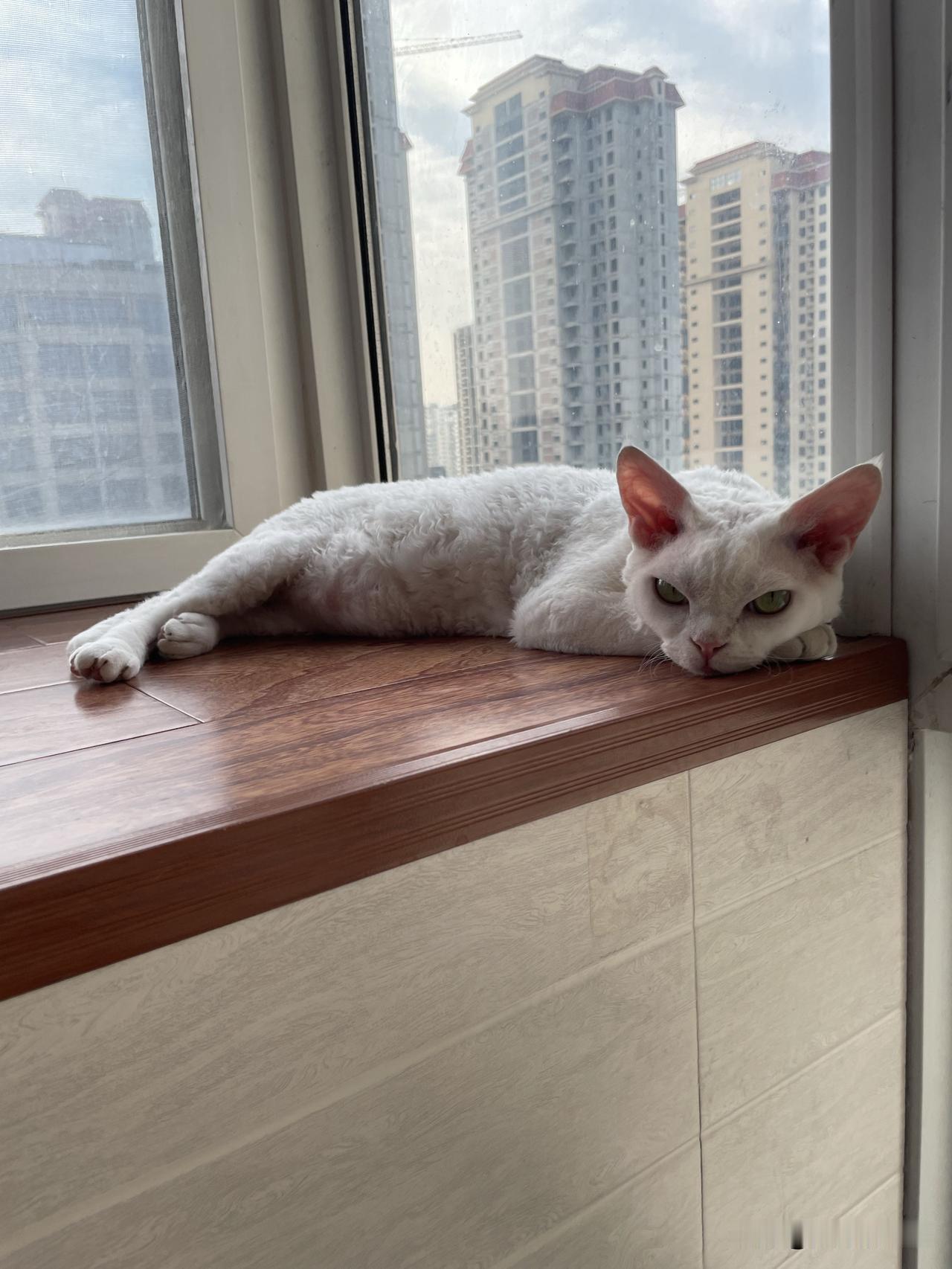 我家小猫咪总能找到它心仪的睡觉地方，还能把自己的小猫爪爪当枕头。

这两天天气突