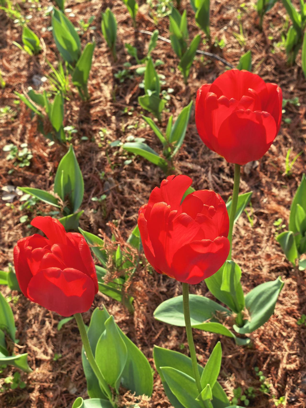 《春天来了！郁金香正在盛放》
风一抬手
冬天就悄悄退场
阳光铺开暖毯
郁金香，终