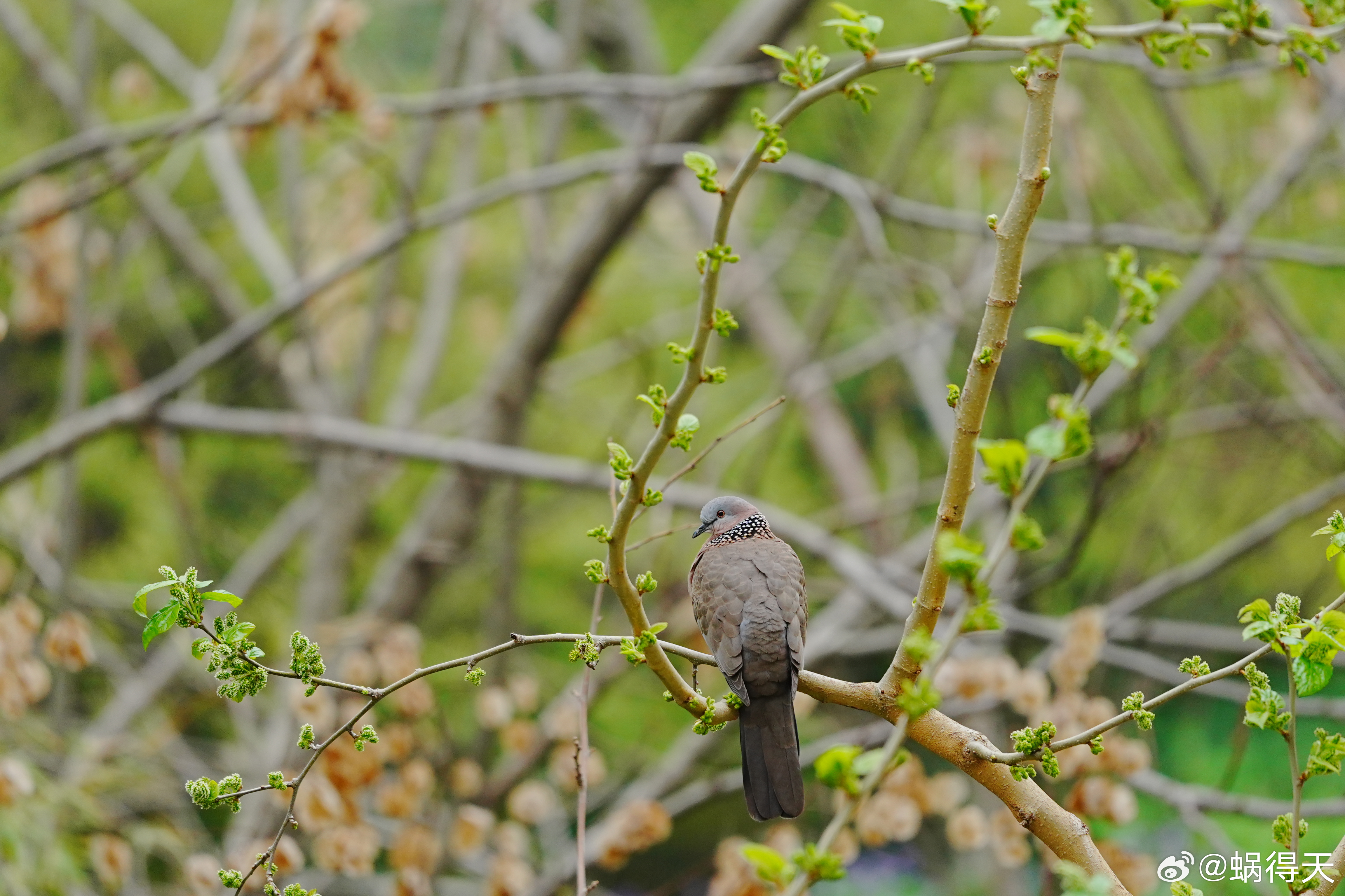 窗外不一定有麻雀，但是桑葚树上有珠颈斑鸠。蜗的摄影日记 鸟类
