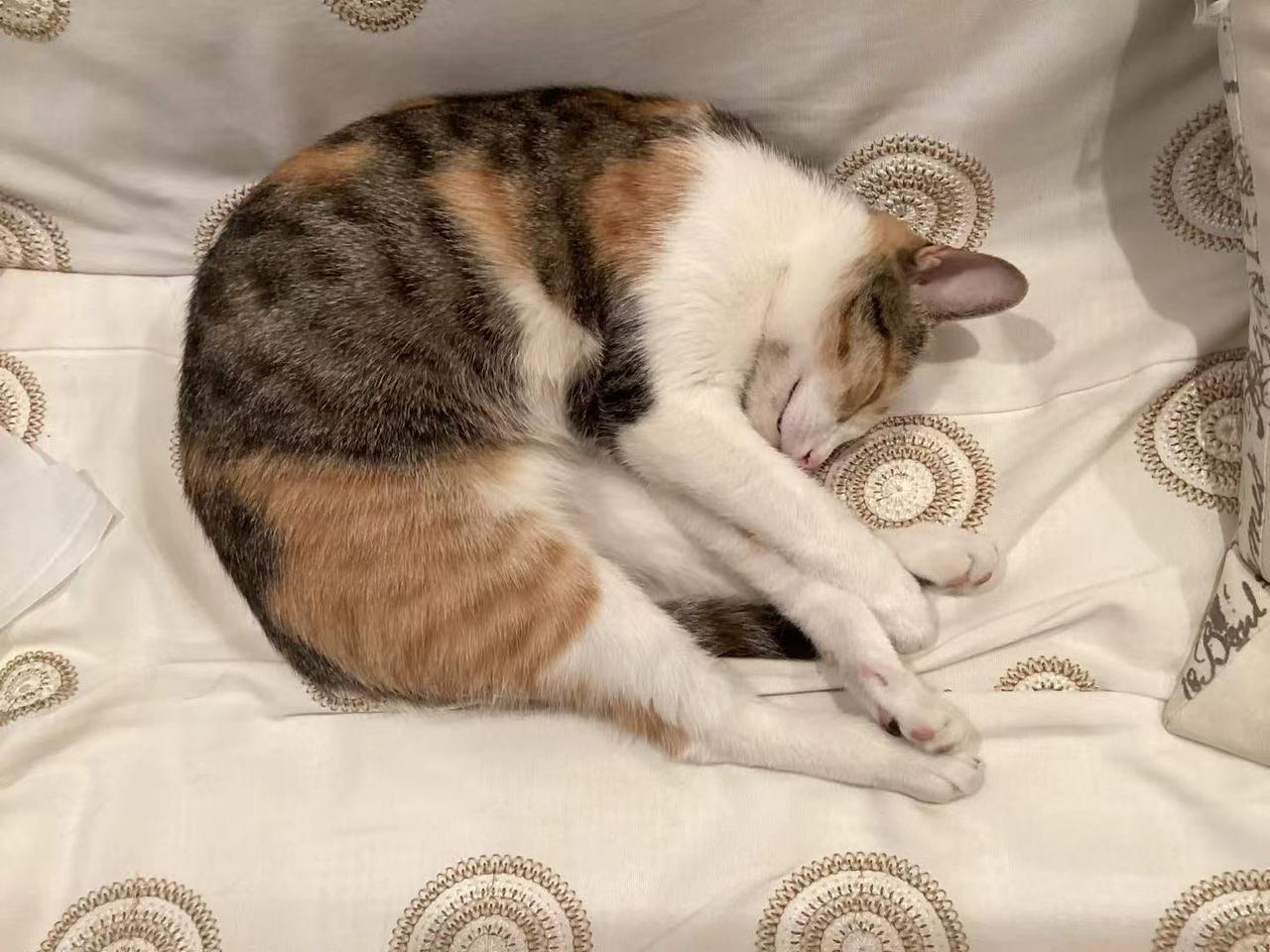 猫咪没有一点生活的压力，所以它的随性尽在躺姿中…..

虽然我们自己不能睡得那么