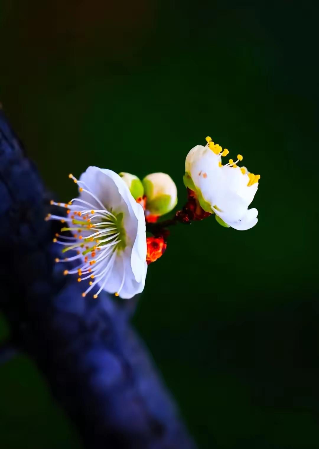 今天大金融板块开始启动，特别银行股的涨势十分耀眼，这既契合稳定指数的政策导向，更