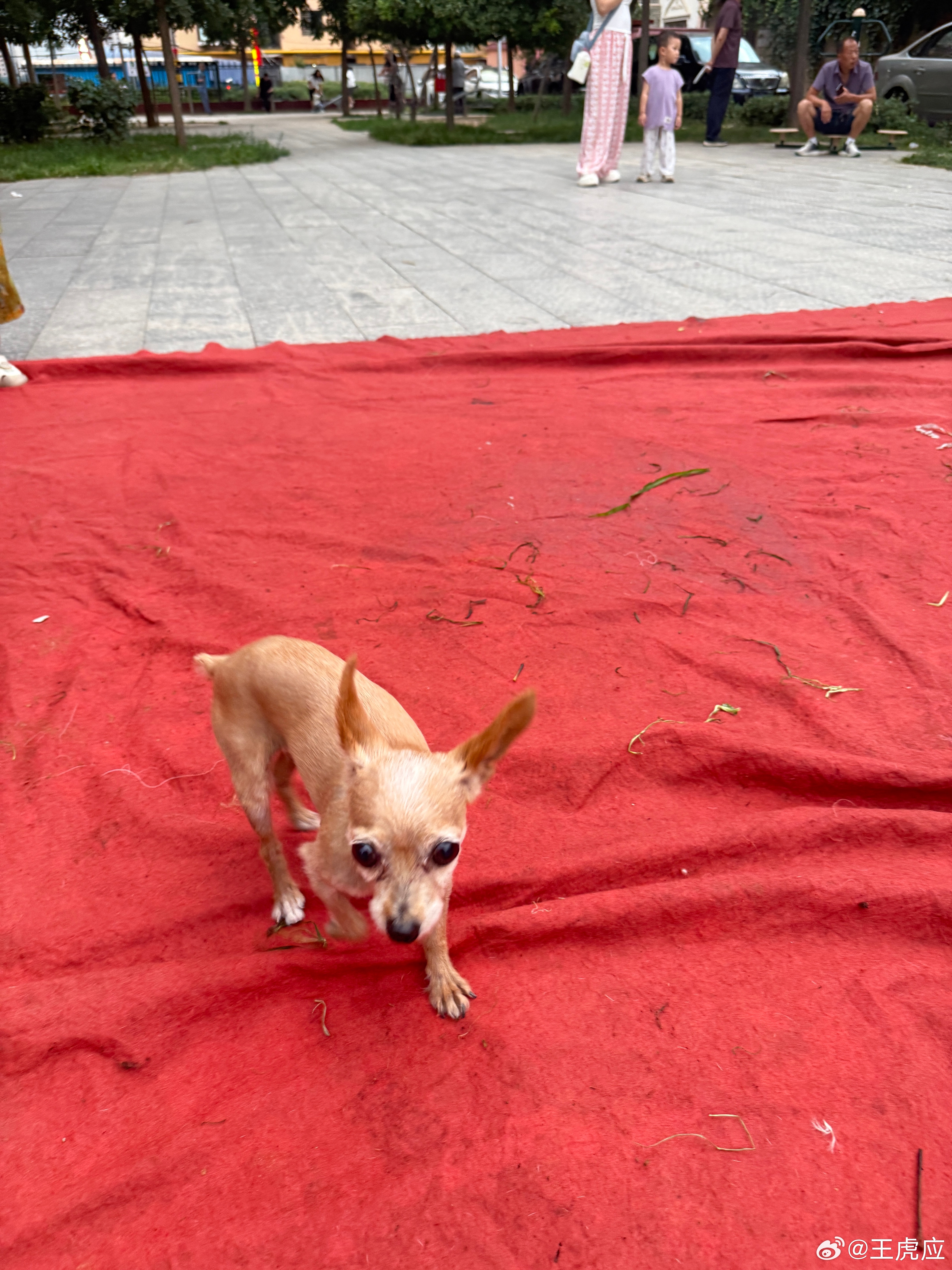 好可爱的狗 