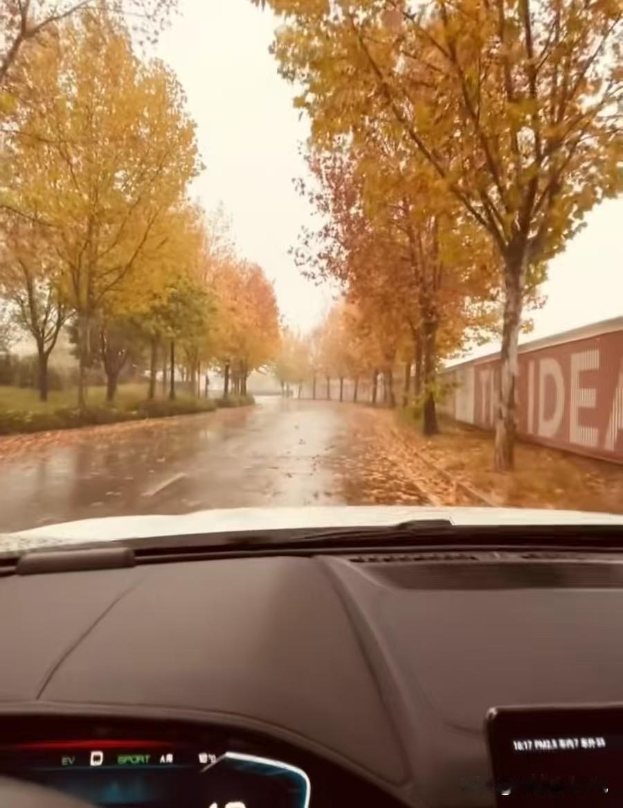 今天这雨一下，坐车里看外头这街景可太有感觉了！两边树叶子都黄透了，金的红的裹着雨