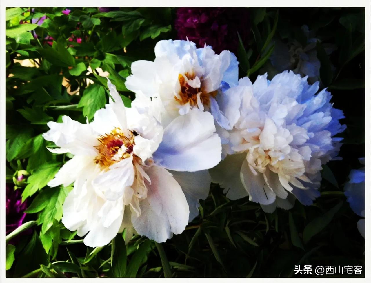 我早期的两篇小作文中，曾经特别写过的，那位郝奶奶，我们老家的邻居，是在二月份，去