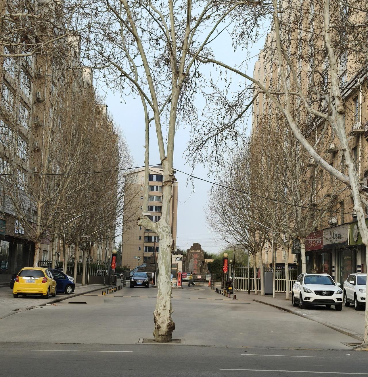 有人主张砍掉，说是正对大门不好；有人主张留着，这颗树正好是车辆进出的分界坐标！