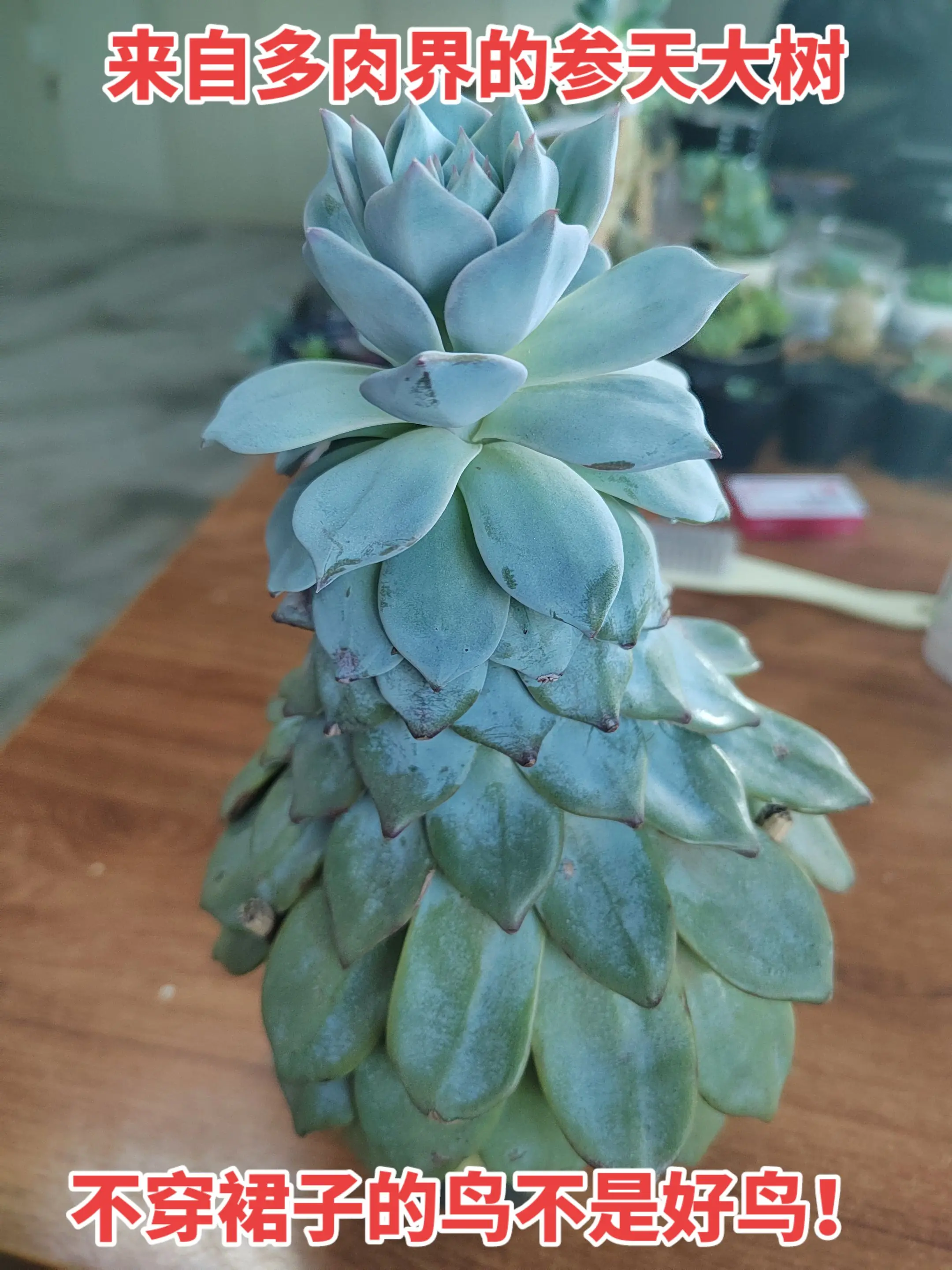 做人不要太攀比，我有穿裙子的鸟你有啥？