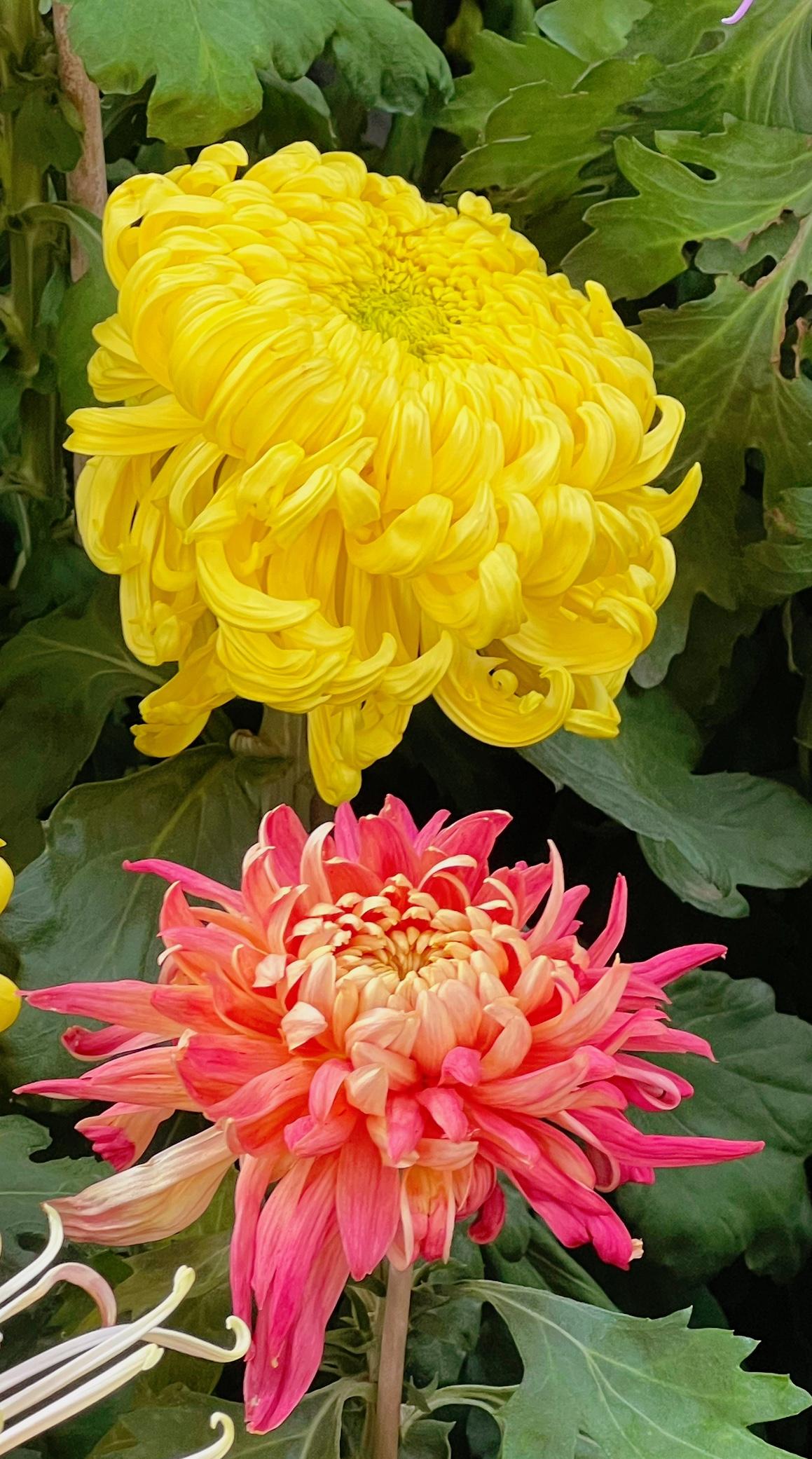 欣赏一下你捕捉的花朵之美