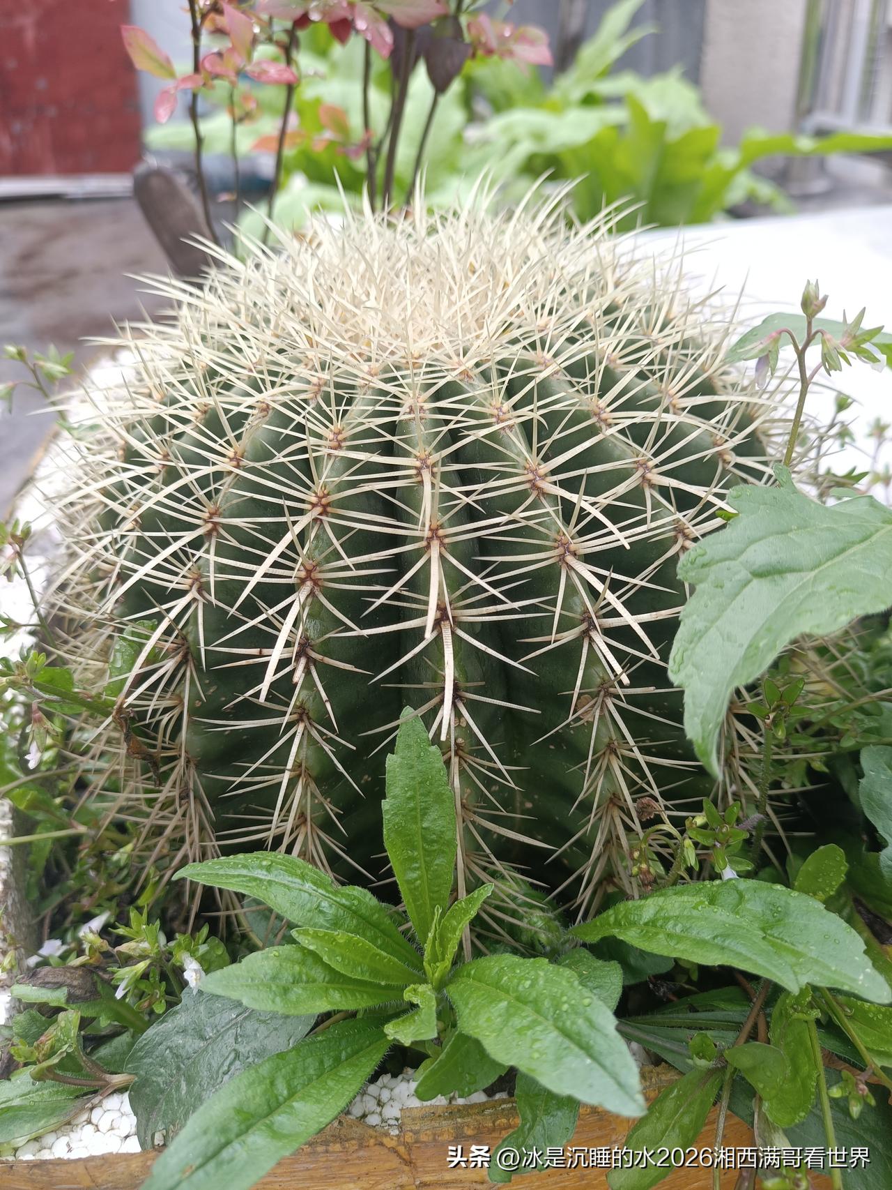 楼顶的小菜园子已经初见成效，几种小菜长势喜人，绿意盎然，自己种的绿色素菜吃得放心