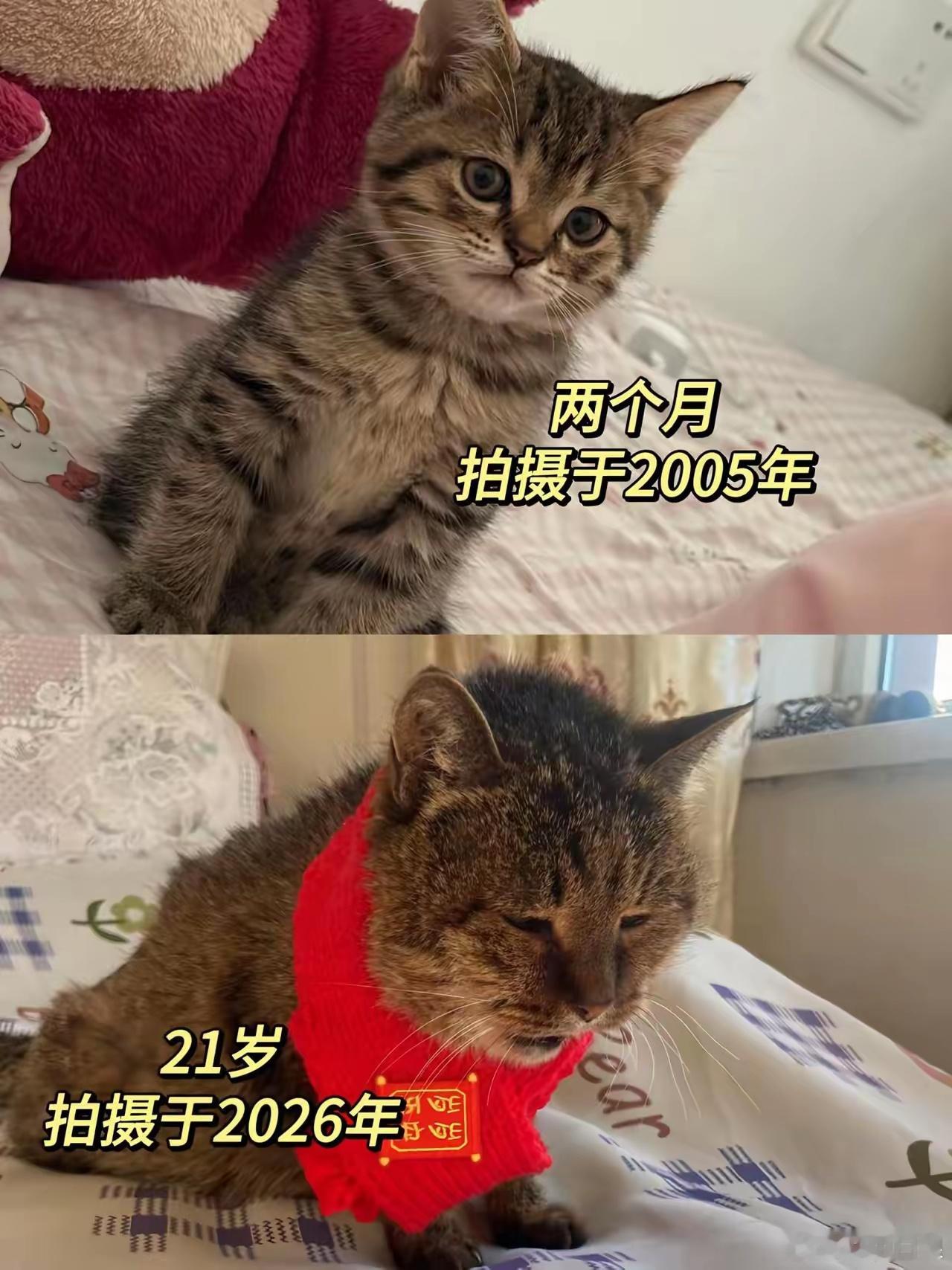 暮去朝来颜色故🐱 