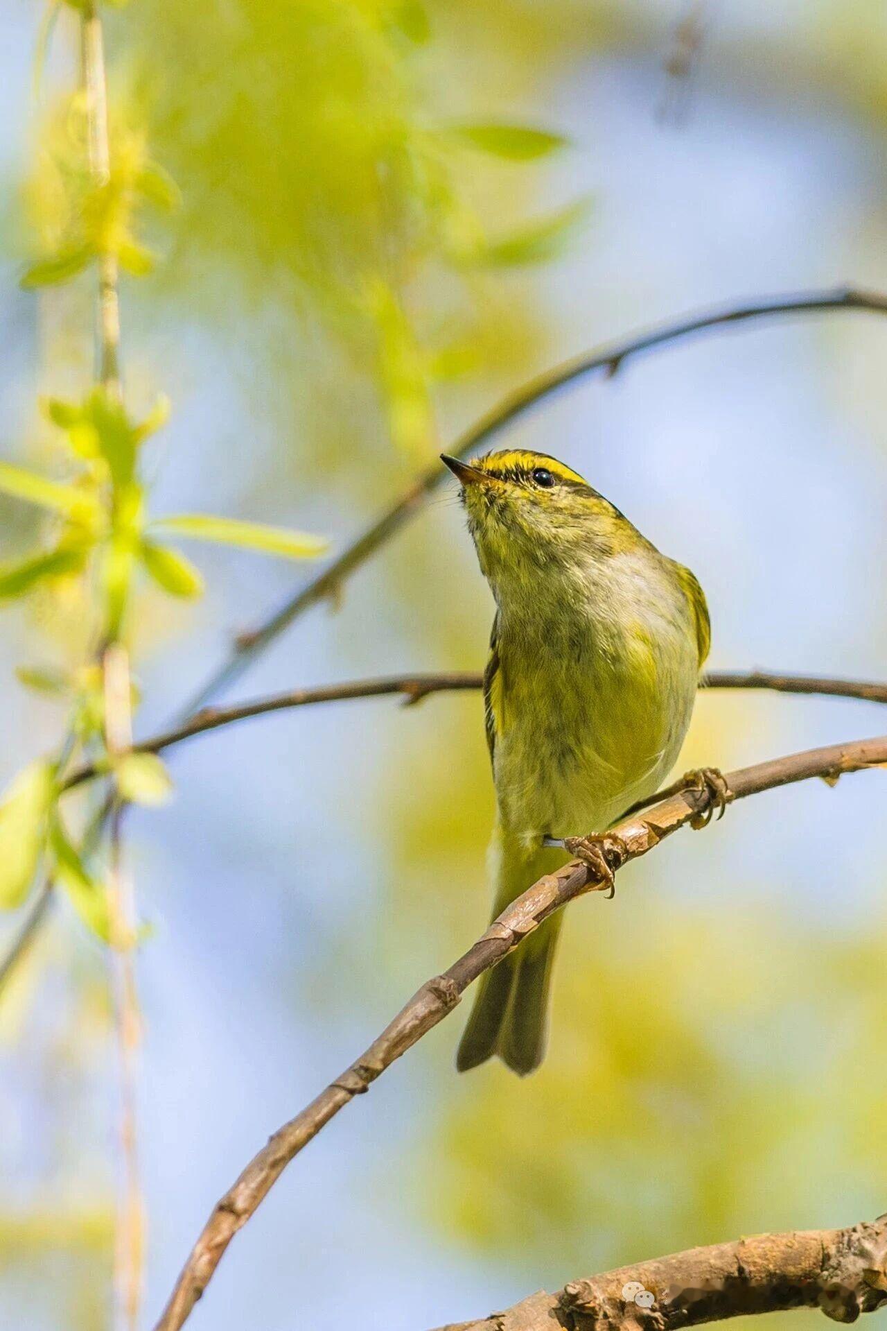 朋友们您注意了没有，最近一段时间天暖了花开了树上的叶子纷纷长了起来，只见公园里，