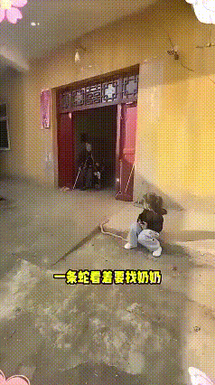 看视频，小姑娘正在看手机，一条大蛇三番五次的爬向小姑娘，可小姑娘那从容的样子，真