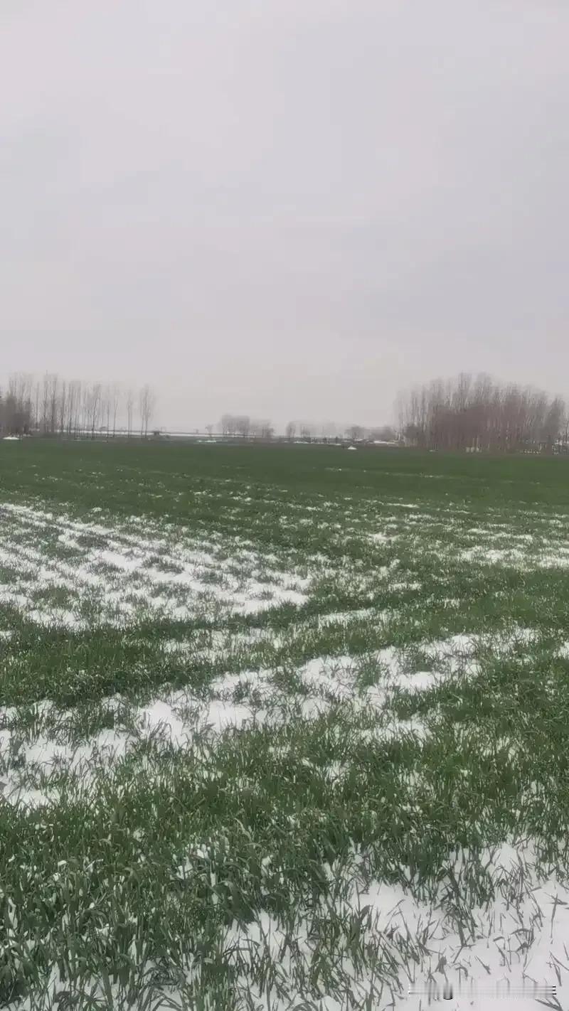 朔风掠过，平原便被雪絮裹成了素白的毯。麦苗躲在雪被下，悄悄攒着劲儿。雪光映着田垄