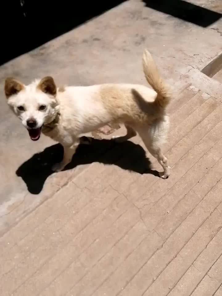 汪了个汪 可爱狗狗 小狗🐶