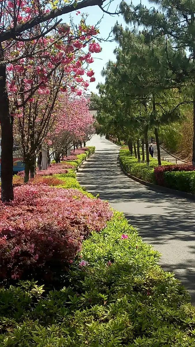 一句话记录春日心情春天万物复苏，窗外一片绿意。生活之色，可以重来。