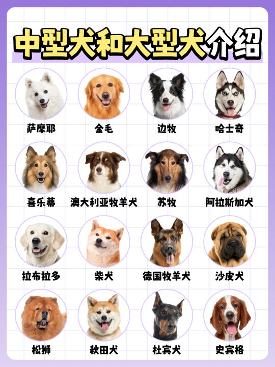 热门中型犬与大型犬全方位解析