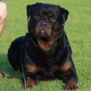 誒呀是斯巴达的罗威纳