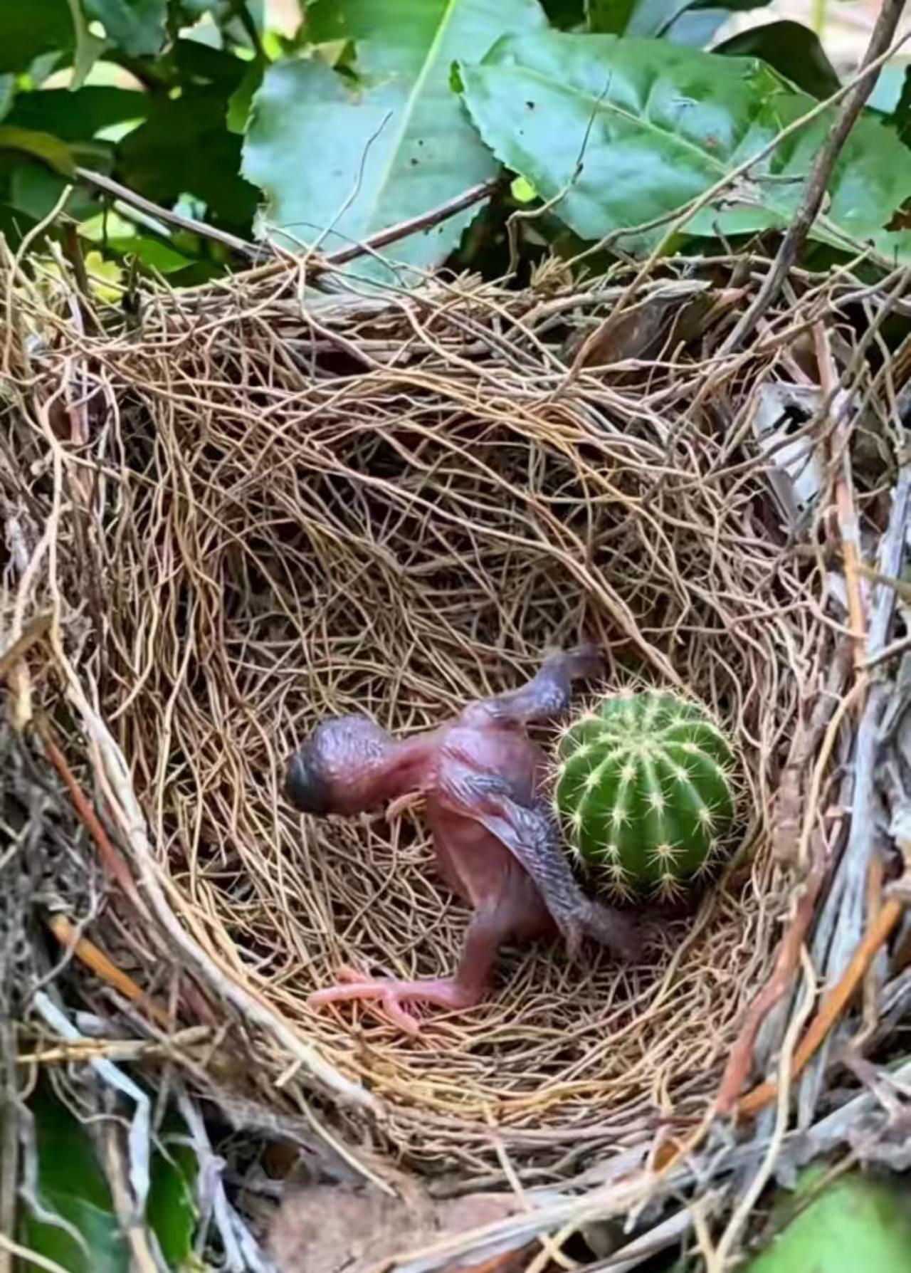 很多人只觉得杜鹃叫声好听，却不知道它的自私从破壳那一刻就刻在骨子里。杜鹃从不自己
