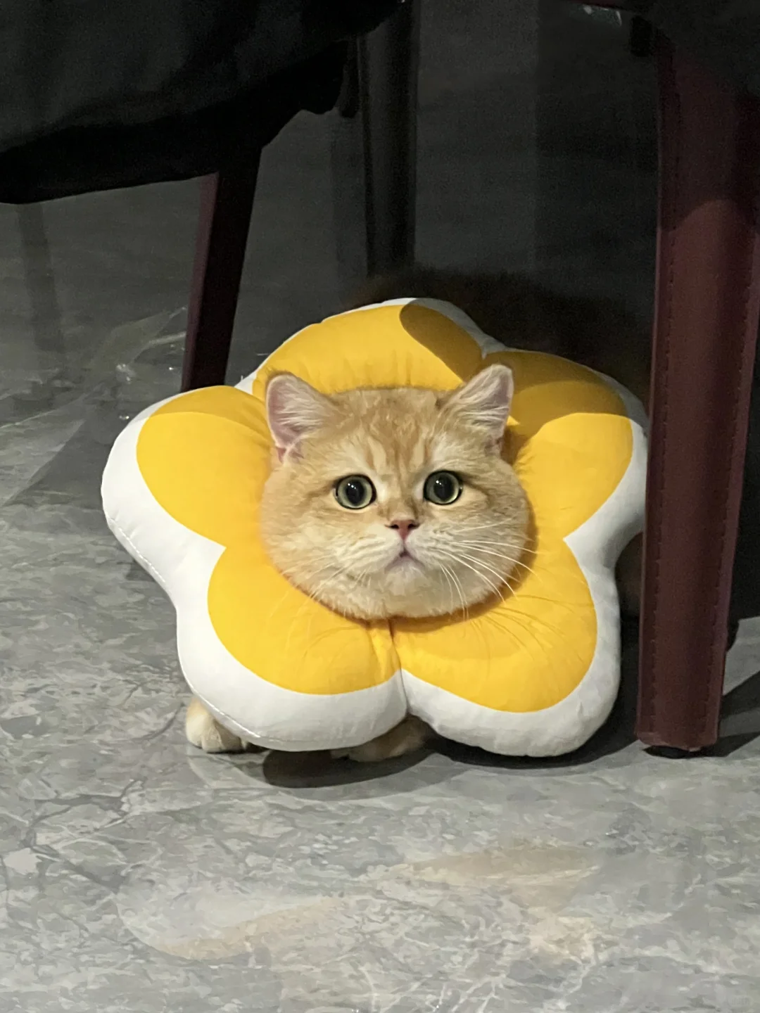 宝宝怎么能不算是朵太阳花呢🌼