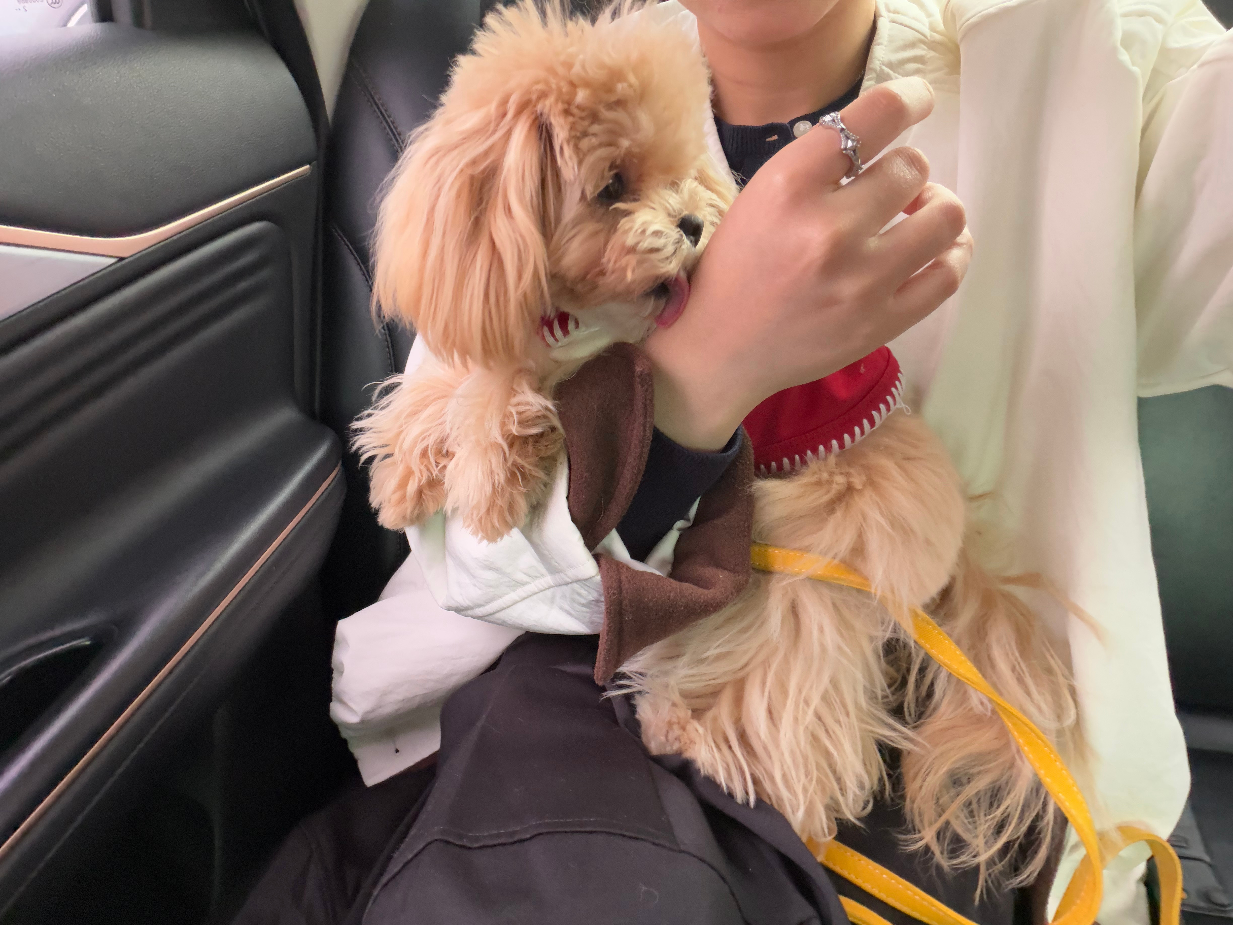 带宝宝打车被拒载了一听不给上车汪闪闪就开始嘤嘤，满脸写着委屈🥹最后成功拿下了司