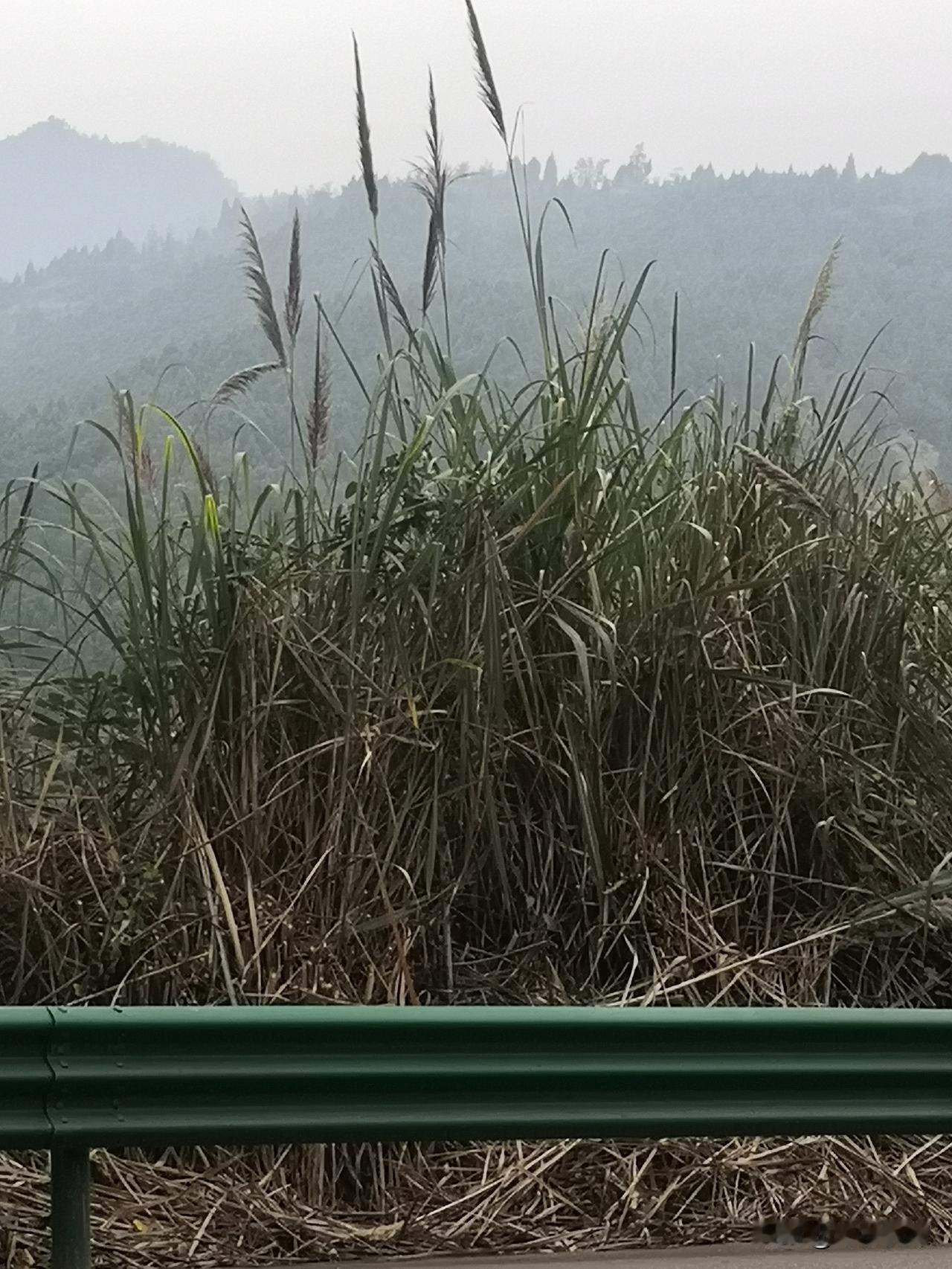 大自然美景，随手一拍这是一副很美的大自然图画，从茶马古道赵淮路上，金堂县淮口走的