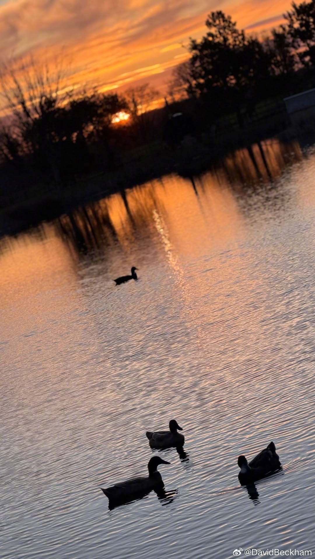 Spring is coming… 🌱☀️春天到了… 🌱☀️贝克汉姆 惊蛰 