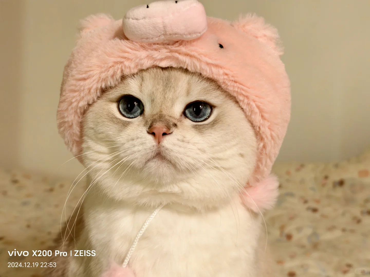 是猪脑壳kiki