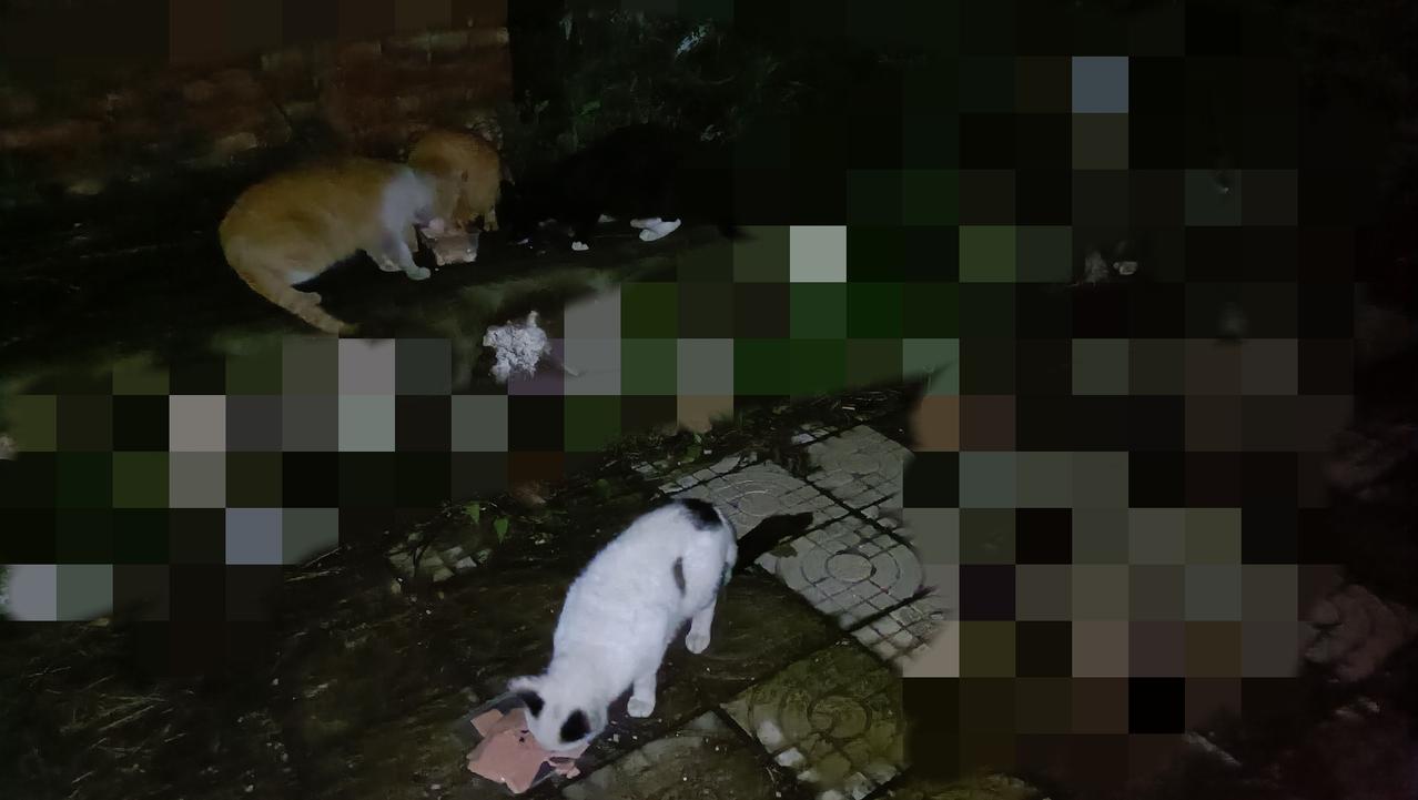 有些落单的流浪猫在我返回的路上依然在原地等候，只为我扔给它们的美味肉肠，估计是带