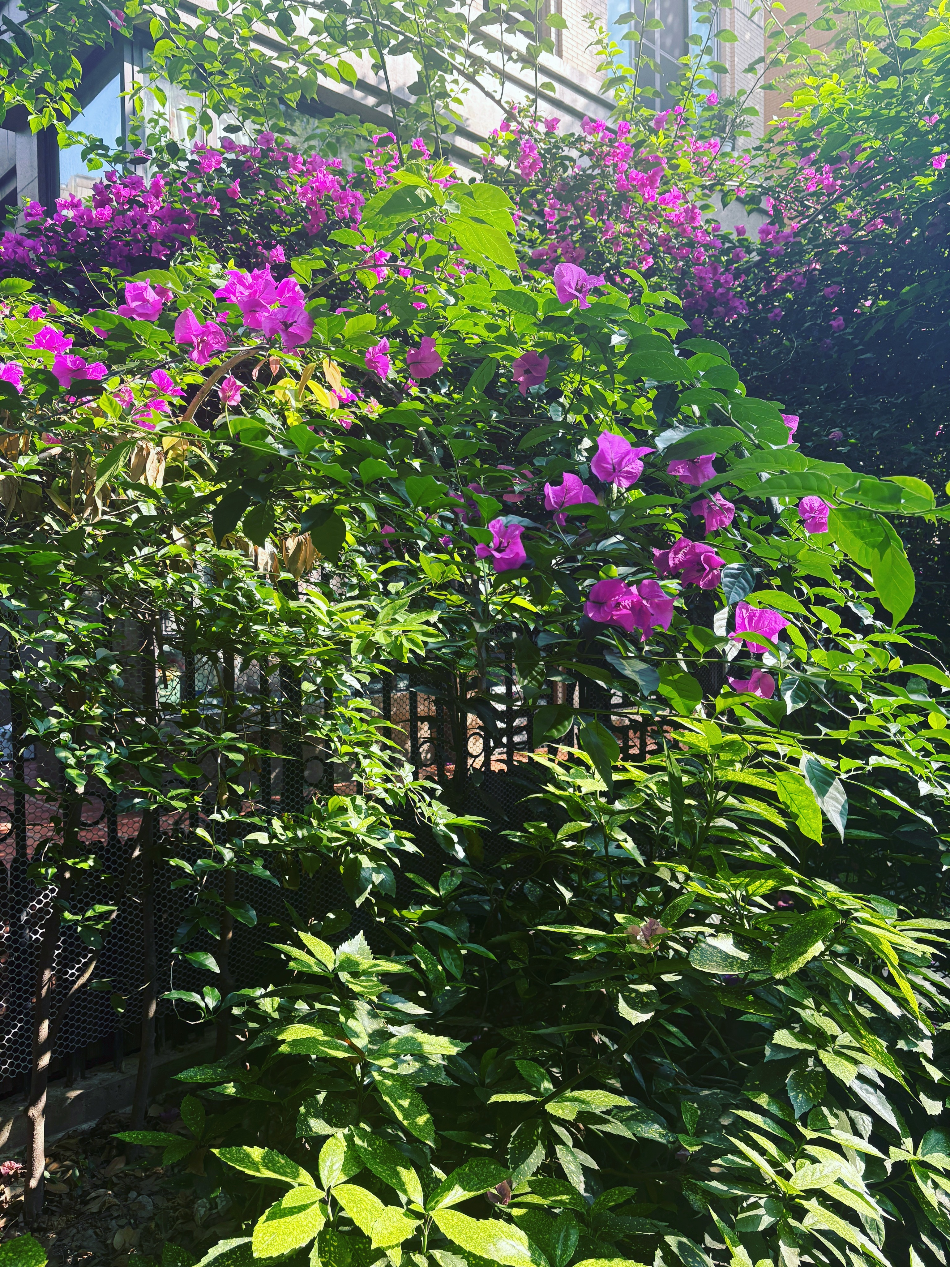仙草园  火热的夏天寄给仙草的明信片