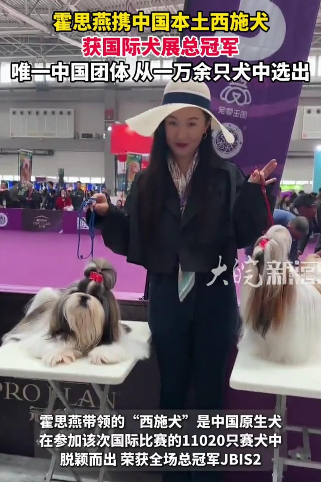 退圈12年杀回热搜！霍思燕带中国犬拿下国际冠军，太给国人长脸
 谁能想到！退圈1