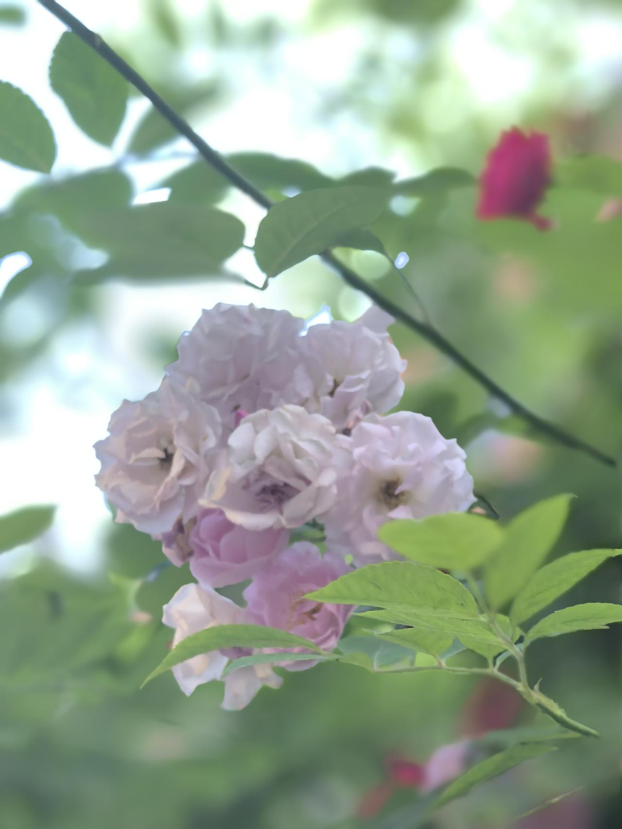 我在傍晚探花

文／游明刚

     四月的傍晚，总有许多心思，在心里乱跳。在