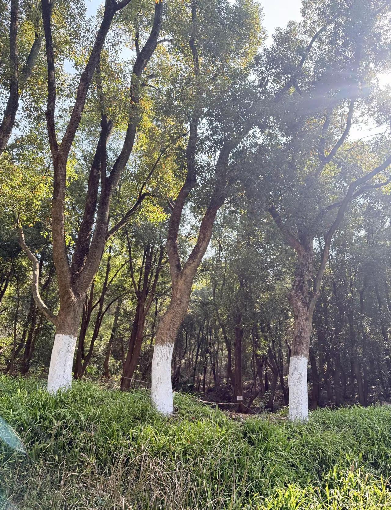 最后让你安宁的不过是一个阳光充足的角落和一颗不在四处张望的心森林氧吧