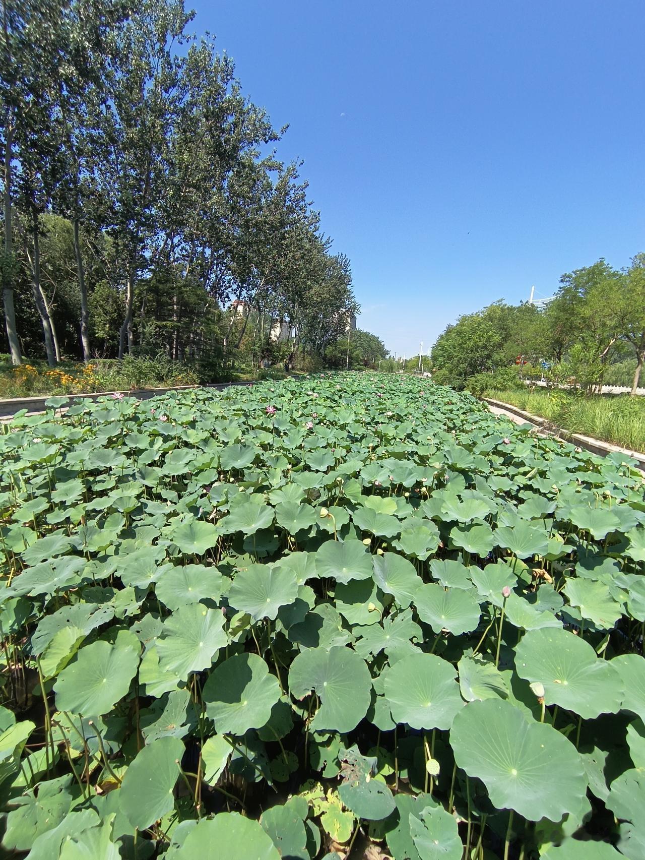 五律·暑夏小吟
小暑燃五月，懒杨昏欲眠。
林间莺鹊悦，荫中媪翁怜。
风起长苇舞，