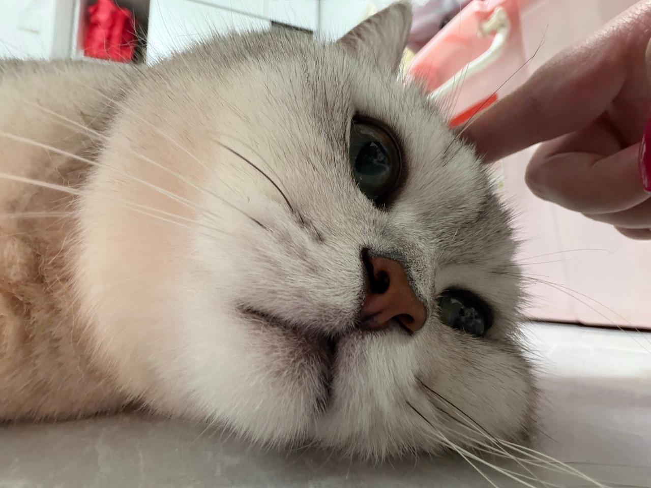 撸猫头 猫咪讨宠