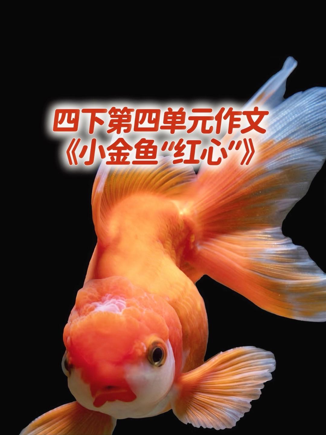 《小金鱼“红心”》，优秀范文来了。家长必读，小学四年级下册第四单元习作...