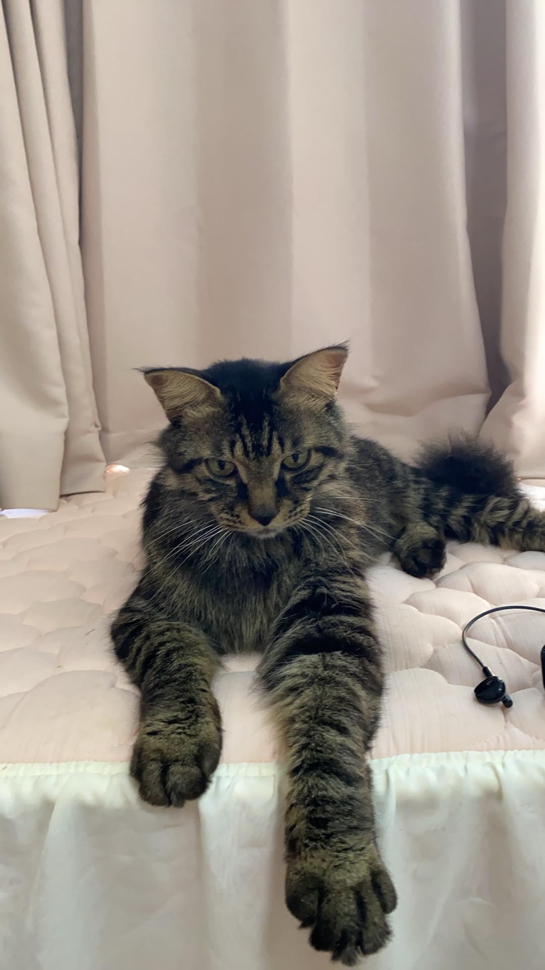 太有个性了，只能顺着它