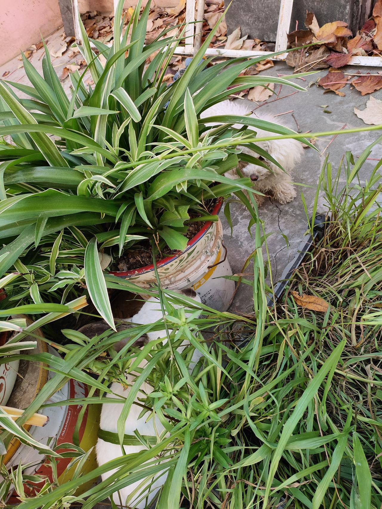 冬日生活随拍绿植长得泼泼洒洒，把小院的角落裹成了绿绒绒的窝——小狗藏在叶影里探头