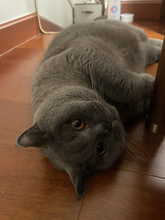 小猫我自己在家，等人下班