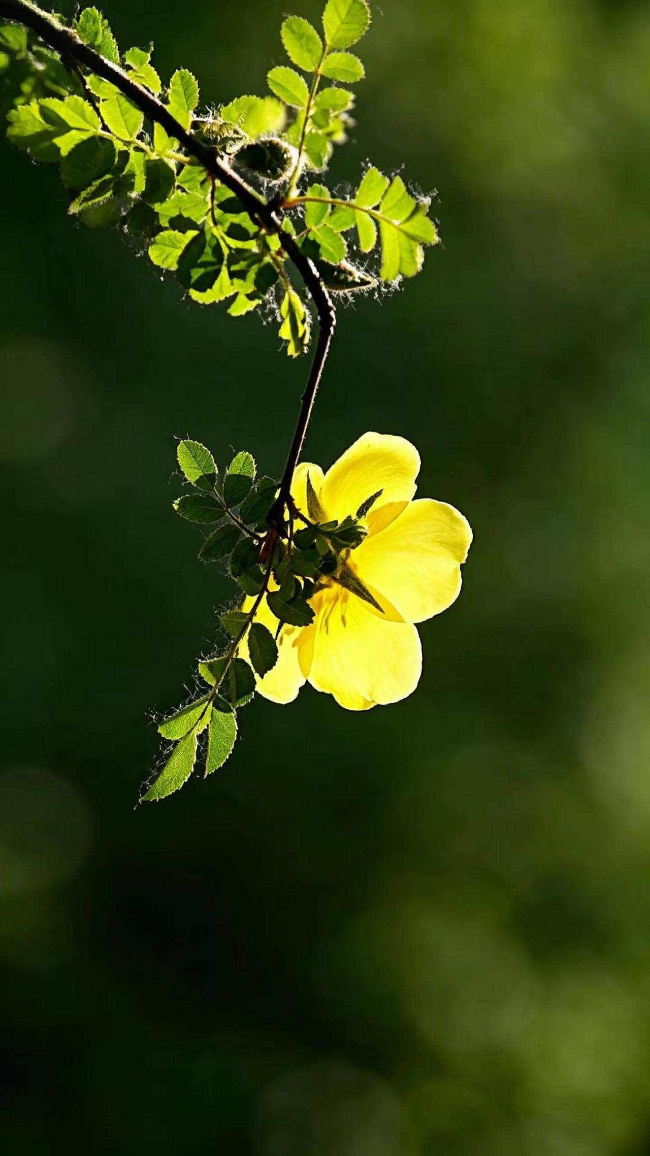 春花烂漫。玩法合伙人计划 独白玩法训练营 黄花盛开的时节 黄色花淡雅