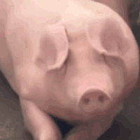 忘记周五22:00就可以 饿真的老了 