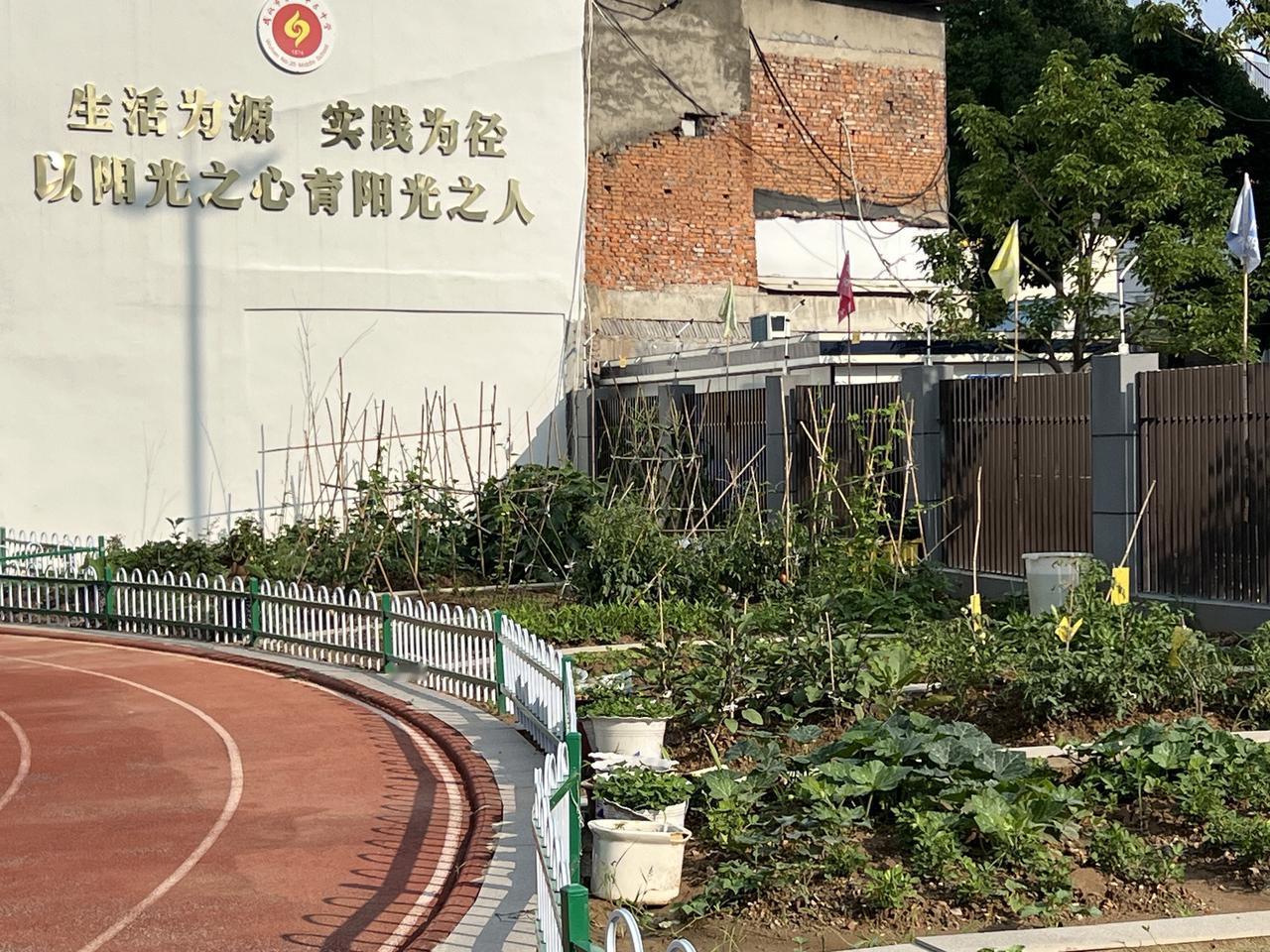 雨后生活•实践种植园绿意盎然、生机勃勃！记录生活