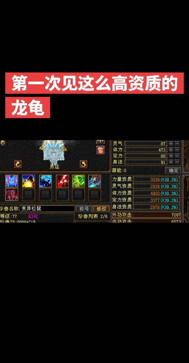 见过这么高资质的龙龟吗