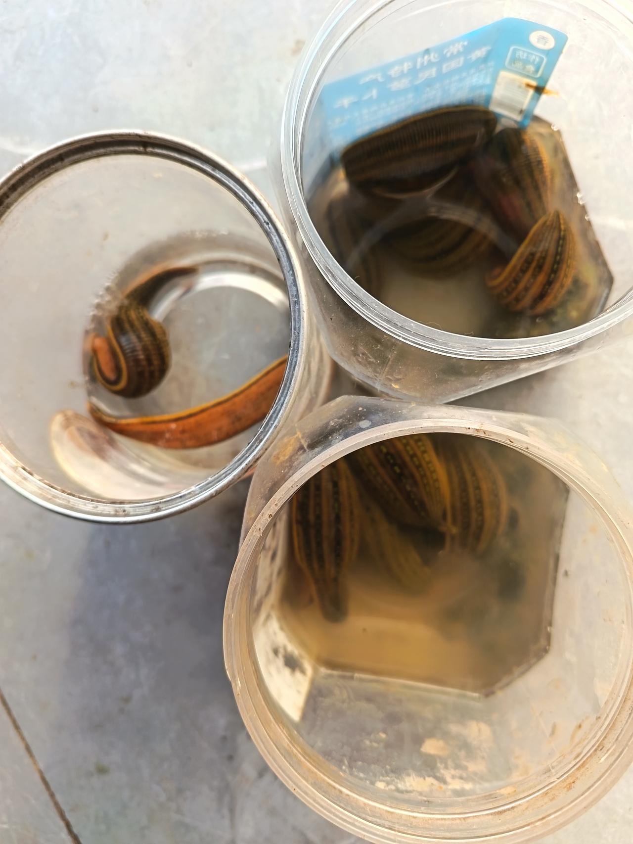 不是不值钱，

而是卖的不是时候！

下图中的水蛭和螺丝，是我老伴这两天网鱼虾时