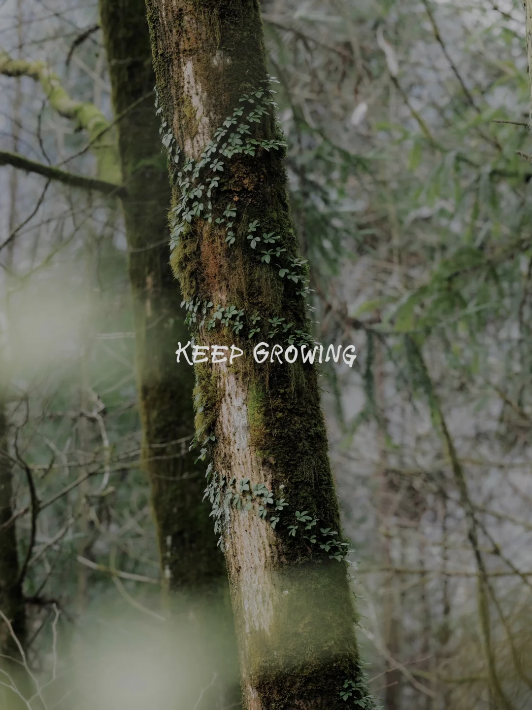 是生机勃勃的春🌸｜鸡冠山colorwalk