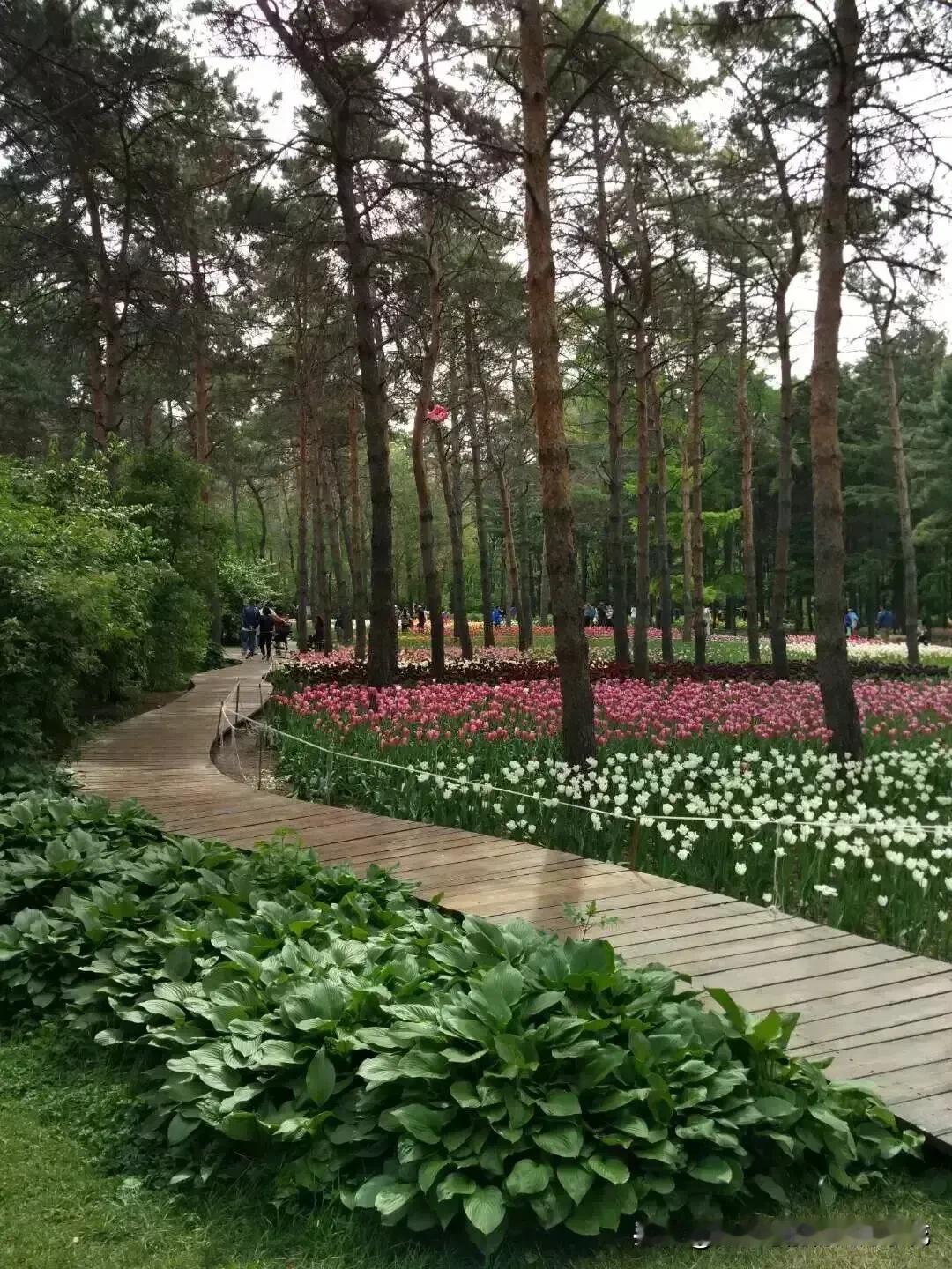 赶上植物园郁金香🌷展，是不是挺漂亮

每年五月份我们这边植物园都有花展