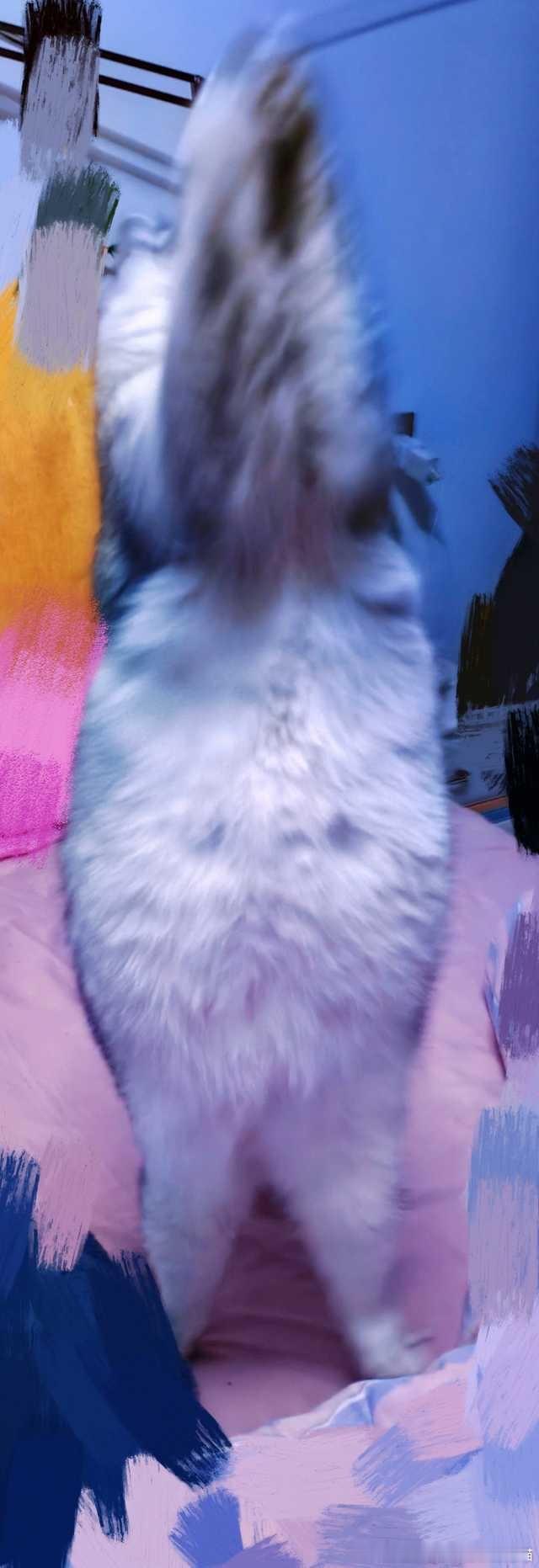 49731【丑猫】谁家小猪站起来了 