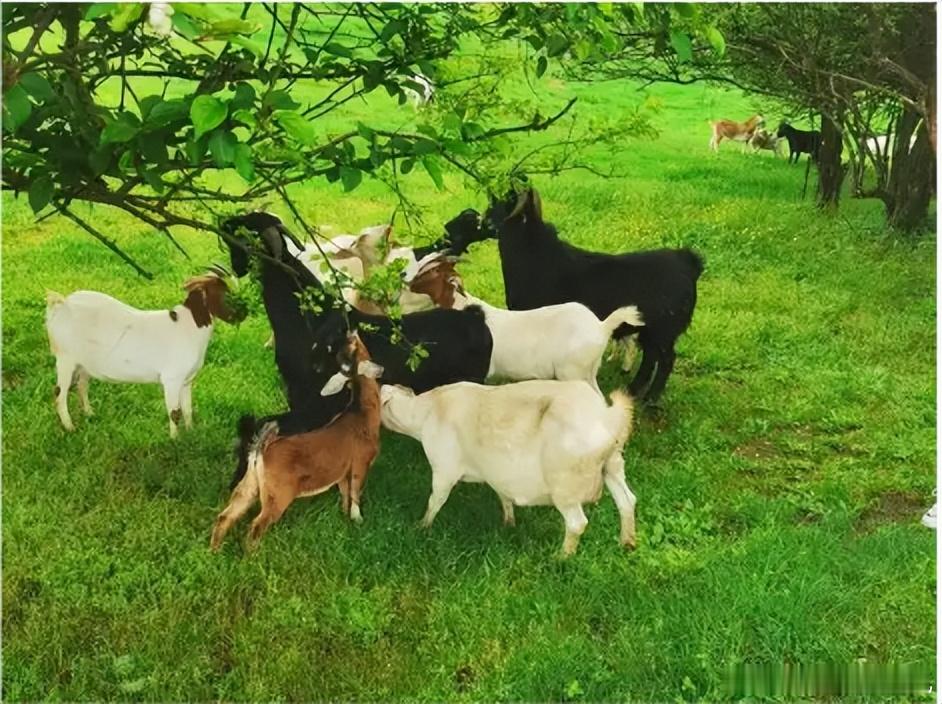 【财富晚茶】午盘透析(11.24)：北证跌幅0.12%：养殖反弹林业回调导语：作