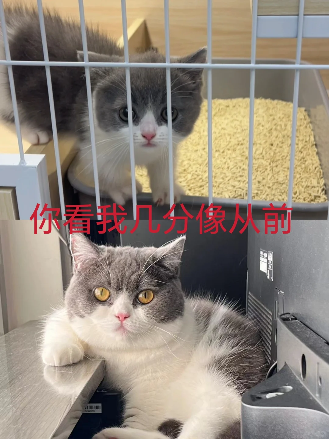 🇭🇰HK買貓💛最近係貓貓回訪日2