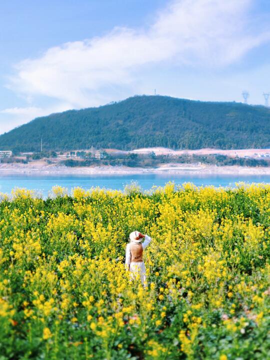 2月16实拍‼️武汉公交直达绝美油菜花海