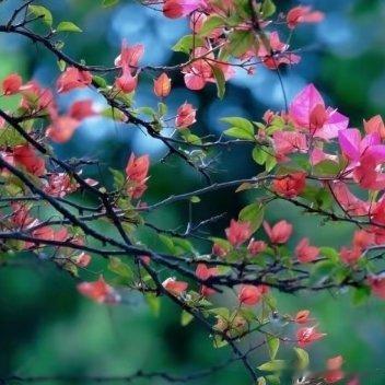 我们一步一步走着，在春日的大地上慢行，脚步轻了，心也慢慢静了。路过抽芽的柳树，看