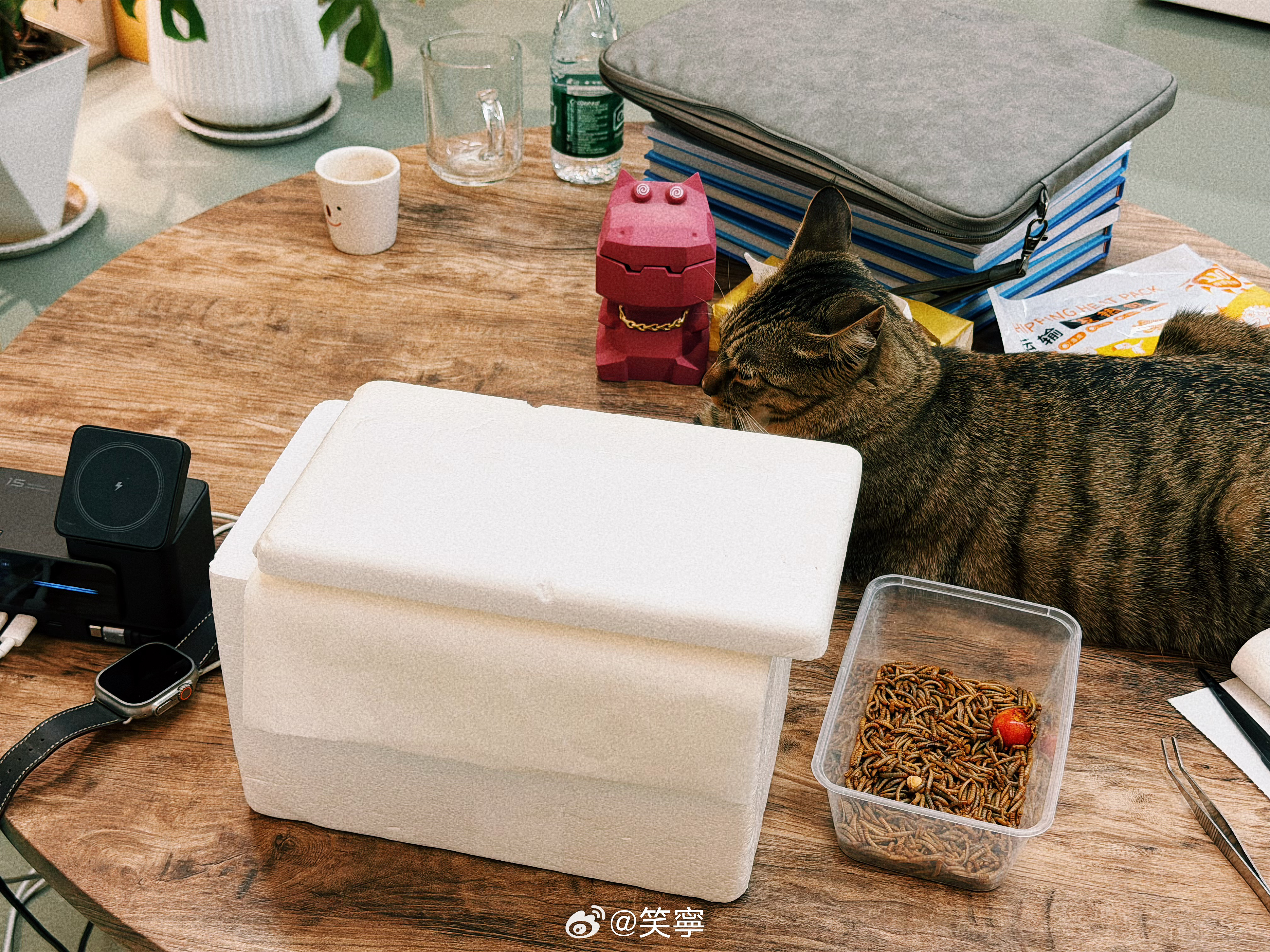 我福对小麻雀充满了好奇人家叽叽叽的时候她就趴在旁边守着我给小麻雀擦屁股她也趴在旁